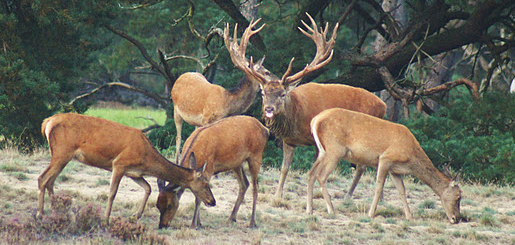 Wildwandeling Kootwijkerduin